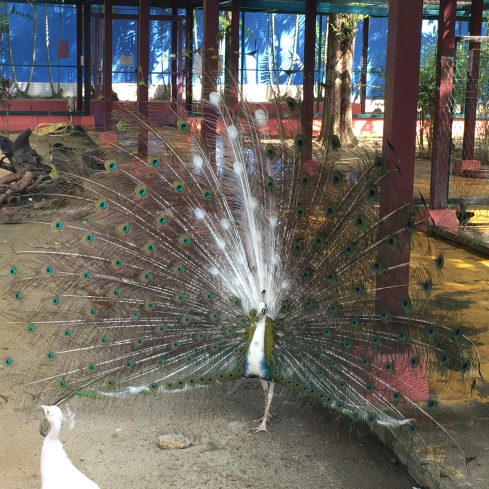 Peacock in wildlife park